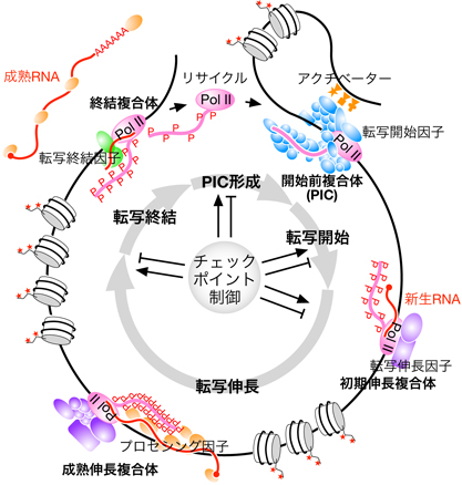 transcriptioncycle_jp.jpg